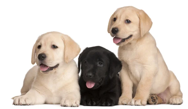 Três cachorros Labrador, 7 semanas, em frente ao fundo branco — Fotografia de Stock