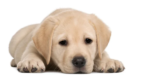 Cachorro labrador, 7 semanas de edad, delante de fondo blanco —  Fotos de Stock