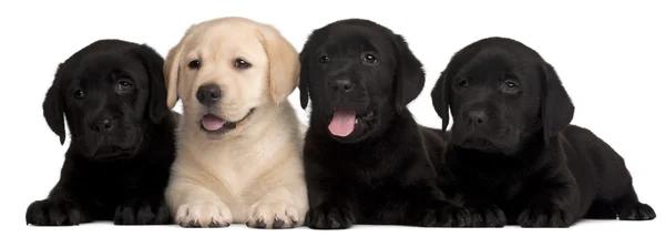 Vier labrador puppies, 7 weken oud, voor witte achtergrond — Stockfoto