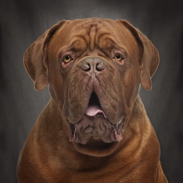 Close-up of Dogue de Bordeaux, 20 months old, in front of black background — Stock Photo, Image