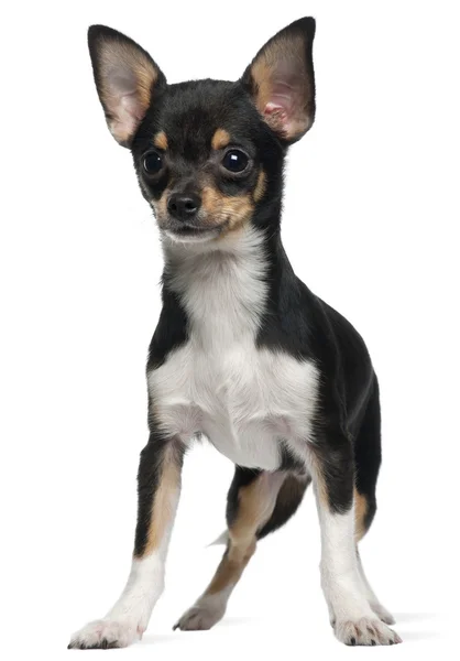 Chihuahua cucciolo, 5 mesi, in piedi di fronte a sfondo bianco — Foto Stock