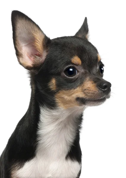 Chihuahua kölyök, 5 hónapos, az fehér háttér előtt részlete — Stock Fotó