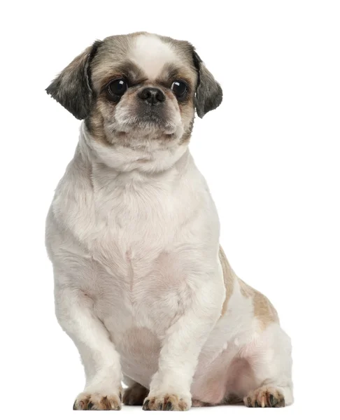 Shih Tzu, 8 years old, sitting in front of white background — Stock Photo, Image