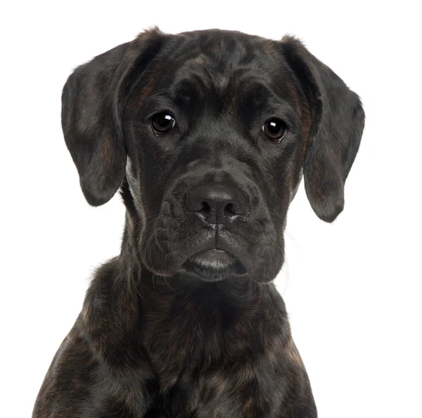 Primo piano del cucciolo di razza mista, di 4 mesi, davanti allo sfondo bianco — Foto Stock