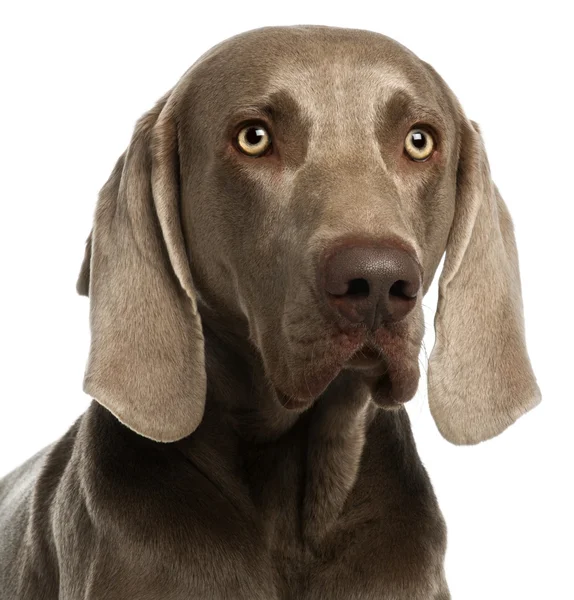 Close-up van een Weimarse staande hond, 3 jaar oud, voor witte achtergrond — Stockfoto