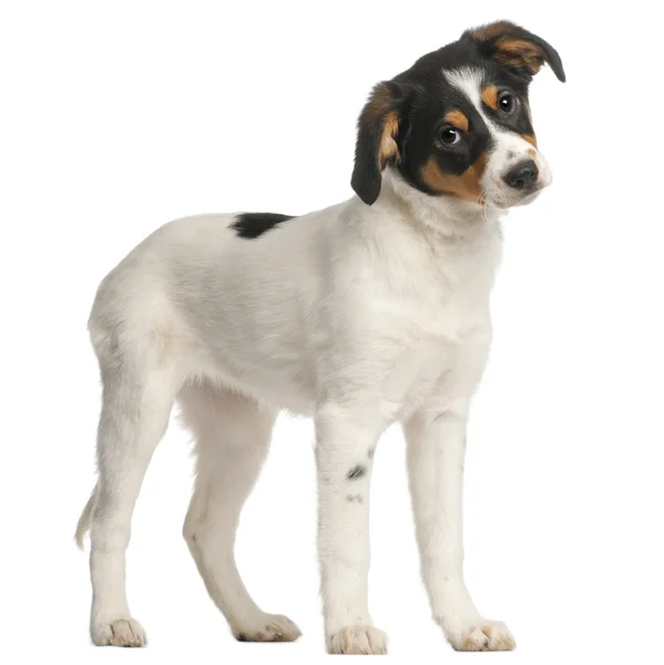 Cucciolo di razza mista, 2 mesi e mezzo, in piedi di fronte a sfondo bianco — Foto Stock