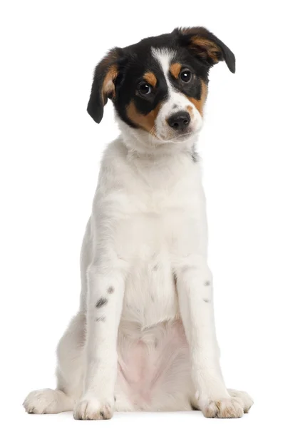 混合品種の子犬は、2 と 1 ヶ月半古い、白い背景の前に立って — ストック写真