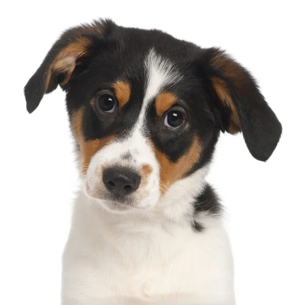 Primo piano del cucciolo di razza mista, di 2 mesi e mezzo, davanti allo sfondo bianco — Foto Stock
