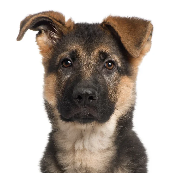 Nahaufnahme eines Schäferhundes, 3 Monate alt, vor weißem Hintergrund — Stockfoto