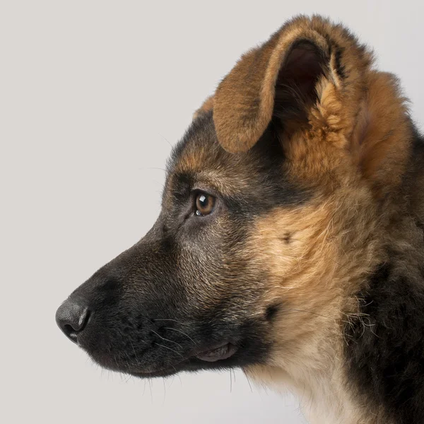 Close-up profile of German Shepherd puppy, 3 months old, in front of grey background — Stock Photo, Image