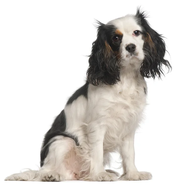 Cavalier King Charles Spaniel, 16 months old, sitting in front of white background — Stock Photo, Image
