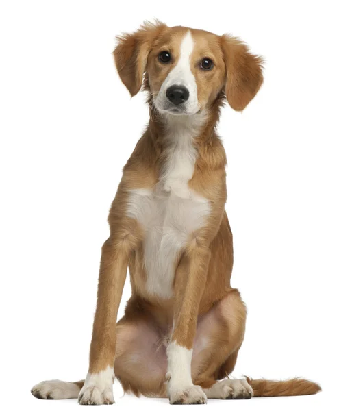 Gemengd-ras pup, 4 maanden oud, zitten in de voorkant van witte achtergrond — Stockfoto