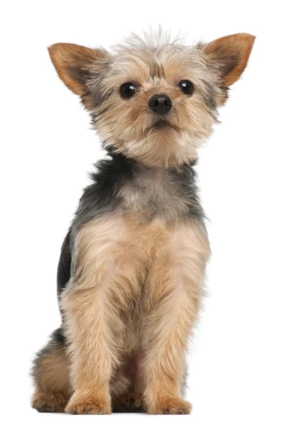 Yorkshire Terrier, 3 years old, sitting in front of white background — Stock Photo, Image