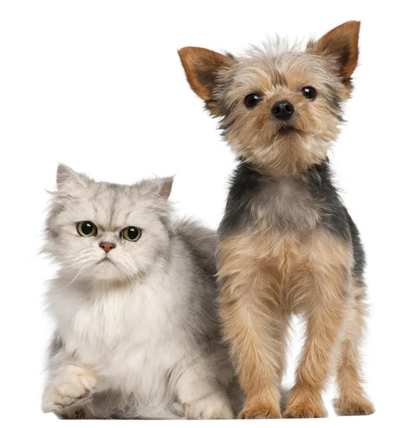 Yorkshire Terrier, 3 years old, and a Persian cat in front of white background — Stock Photo, Image