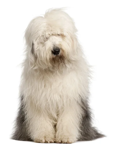 Antiguo perro pastor inglés, de 2 años y medio, sentado frente al fondo blanco —  Fotos de Stock