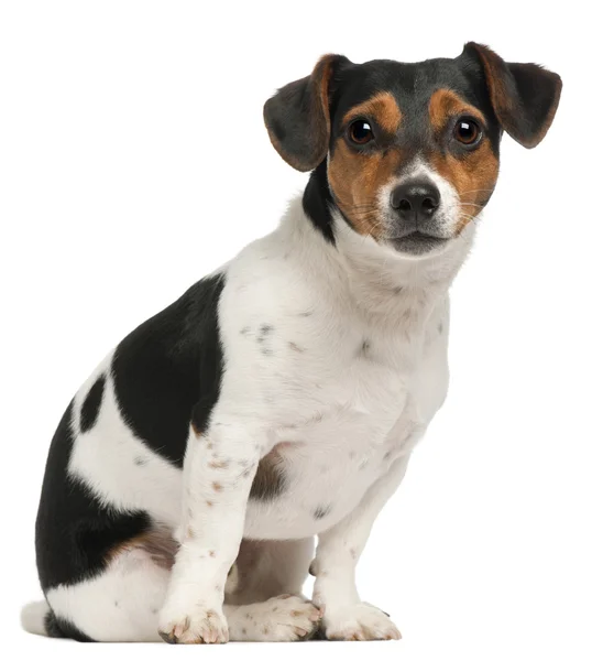 Jack Russell Terrier, 2 and a half years old, sitting in front of white background — Stock Photo, Image