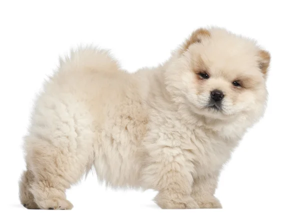 Chow chow cachorro, 11 semanas de edad, de pie delante de fondo blanco —  Fotos de Stock