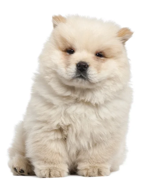 Chow chow puppy, 11 semanas, de pé em frente ao fundo branco — Fotografia de Stock