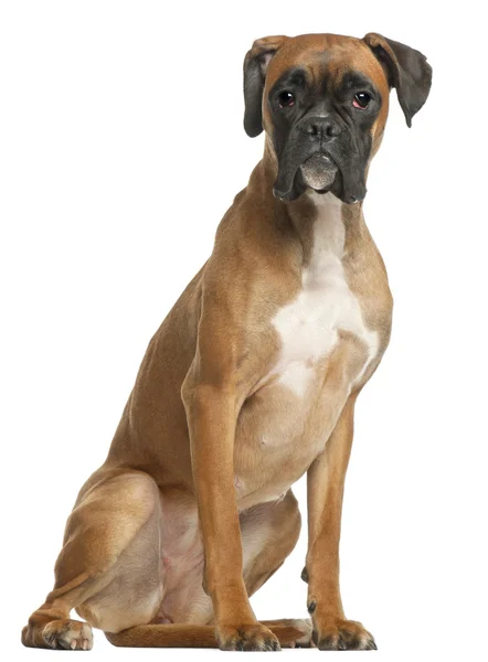 Boxer, 12 months old, sitting in front of white background — Stock Photo, Image