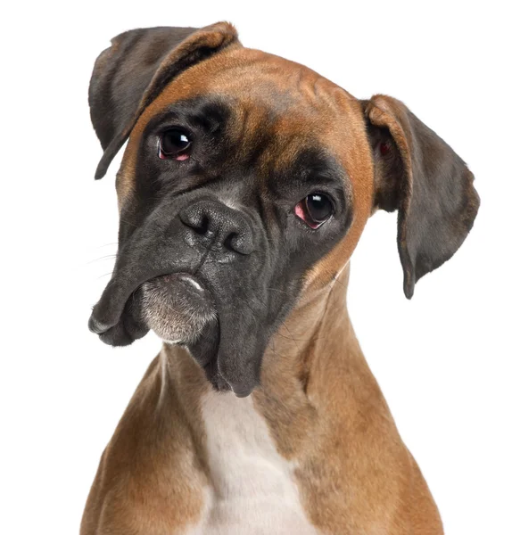 Close-up of Boxer, 12 months old, in front of white background — Stock Photo, Image
