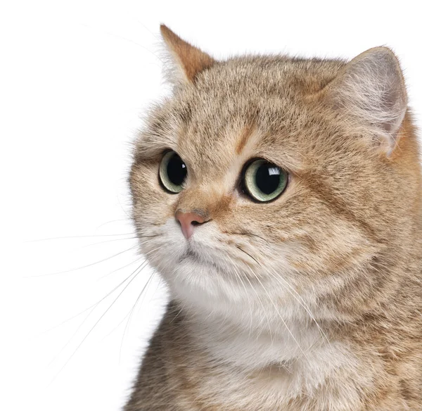 Close-up of British Shorthair cat, 2 years old, in front of whit — Stock Photo, Image