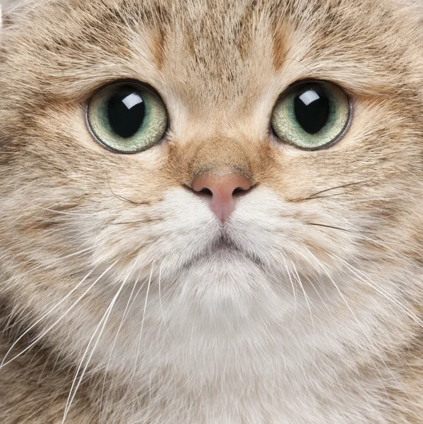 Primer plano del gato de taquigrafía británico, 2 años — Foto de Stock