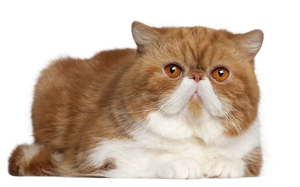Экзотический кот Shorthair, 2 с половиной года, лежащий перед белым фоном — стоковое фото