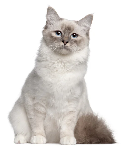 Бірманська кішка, 9 місяців, сидячи перед білий фон — стокове фото