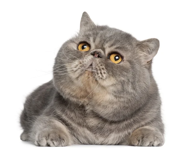 이국적인 Shorthair 고양이, 3 세의 앞에 누워 흰색 배경 — 스톡 사진