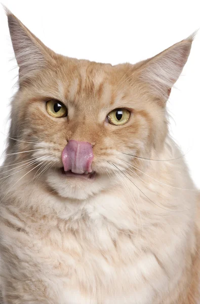 Nahaufnahme einer Maine Coon Katze, die Lippen leckt, 2 Jahre alt, vor weißem Hintergrund — Stockfoto