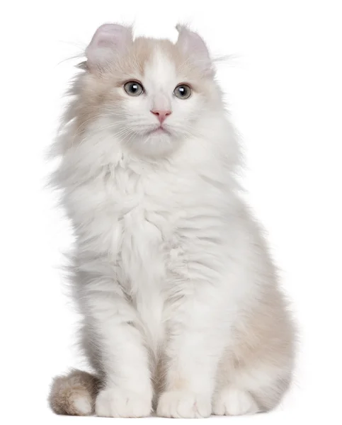 アメリカン カールの子猫, 3 か月古い、白い背景の前に座っています。 — ストック写真