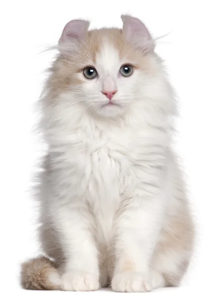 American Curl gattino, 3 mesi, seduto di fronte a sfondo bianco — Foto Stock