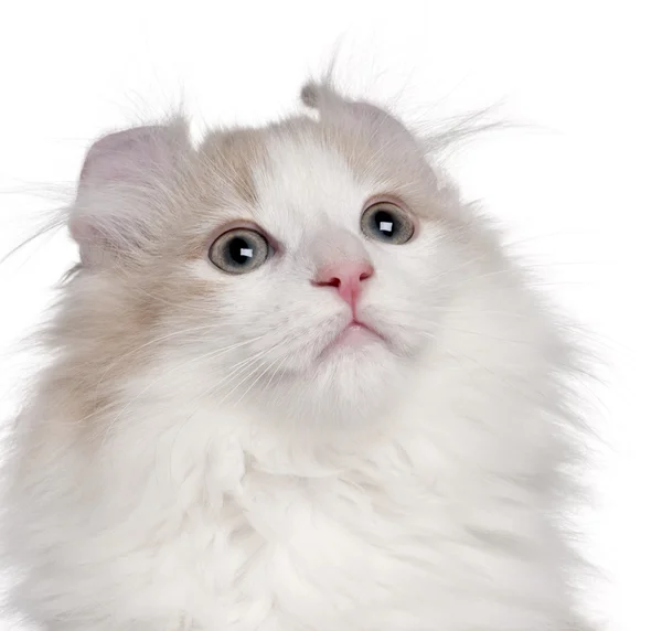 Primer plano de American Curl gatito, 3 meses de edad, delante de fondo blanco —  Fotos de Stock