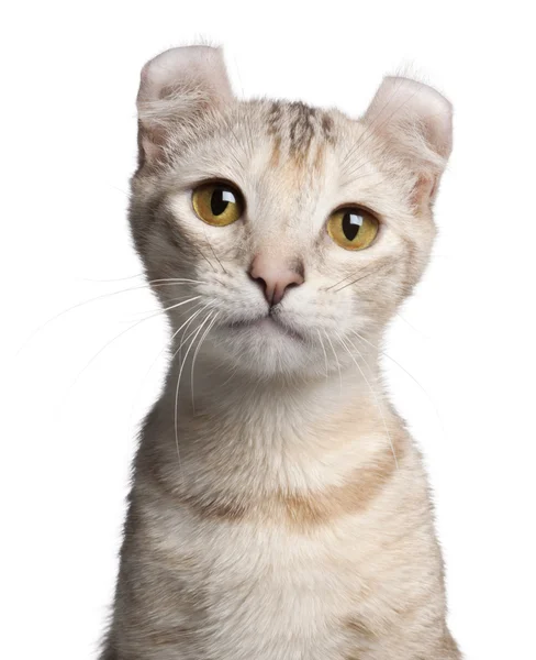 美国卷毛的小猫，7 个月大，在白色背景前 — 图库照片