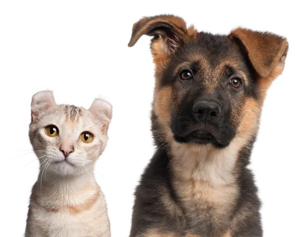 Cachorro pastor alemão, 3 meses e um gatinho Curl americano, 7 meses, na frente do fundo branco — Fotografia de Stock