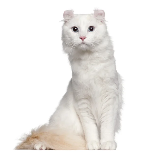 Amerikai Curl macska, 1 és fél éves, fehér háttér előtt ülve — Stock Fotó
