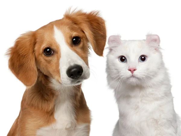 Cachorro de raza mixta, 4 meses de edad y un gato rizo americano, 1 año y medio de edad, delante de fondo blanco — Foto de Stock