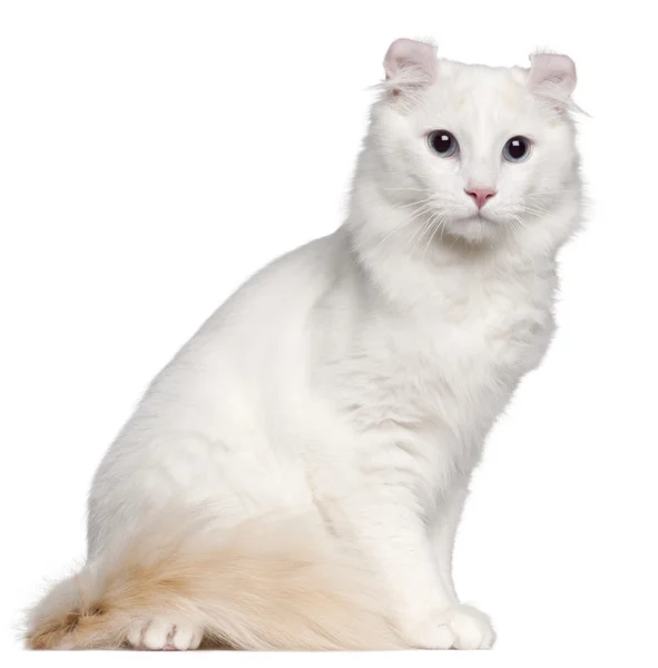 American curl katt, 1 och ett halvt år gammal, sitter framför vit bakgrund — Stockfoto