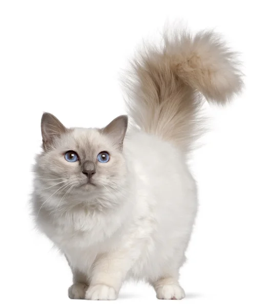 Бірманська кішка, 11 місяців, стоїть перед білим тлом — стокове фото