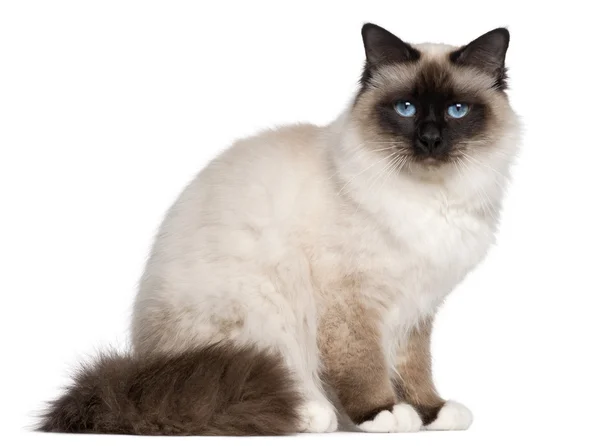 Birman cat, 1 year old, sitting in front of white background — Stock Photo, Image