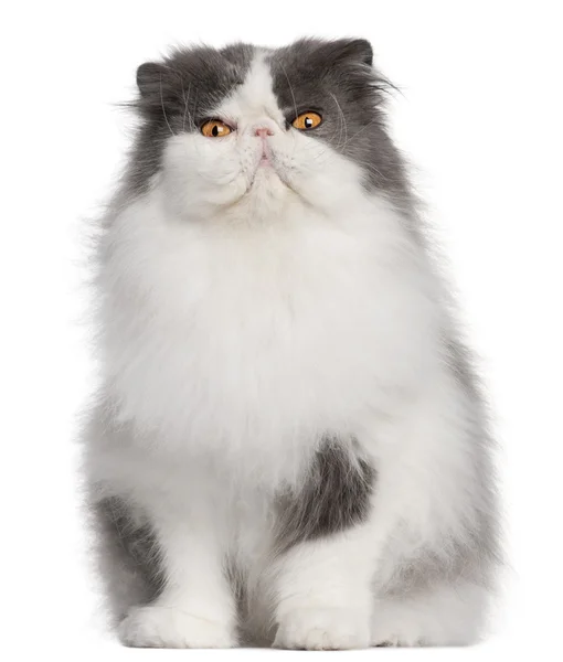 Perzische kat, 9 jaar oud, zit op witte achtergrond — Stockfoto