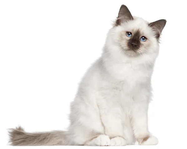 Birman kitten, 4 months old, sitting in front of white background — Stock Photo, Image
