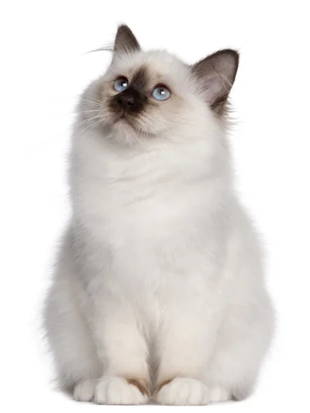 Birman kitten, 4 months old, sitting in front of white background — Stock Photo, Image