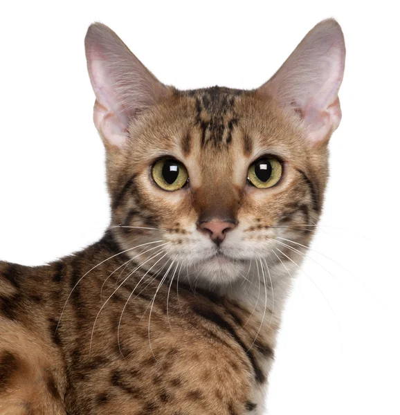 Close-up of Bengal cat, 7 months old, in front of white background — Stock Photo, Image