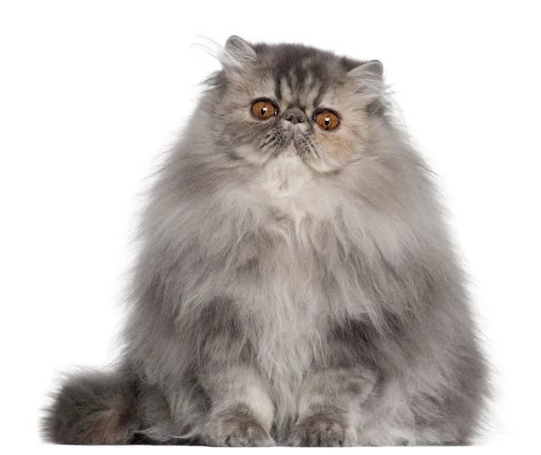 Farsça kedi, 8 ay yaşlı, beyaz arka plan oturan — Stok fotoğraf