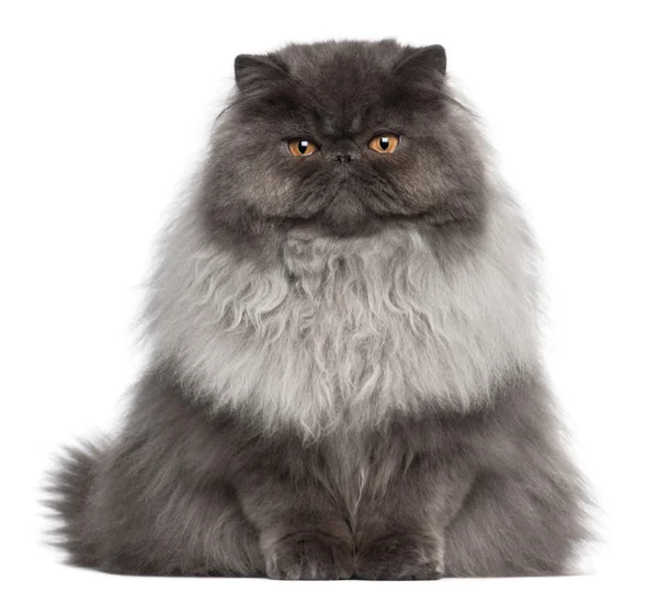 Persian cat, 8 months old, sitting in front of white background — Stock Photo, Image