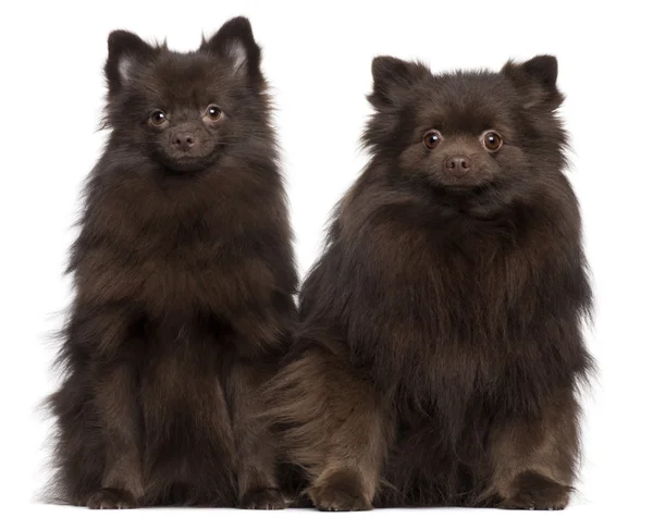 Két barna, fehér háttér előtt ülve, kutyák — Stock Fotó