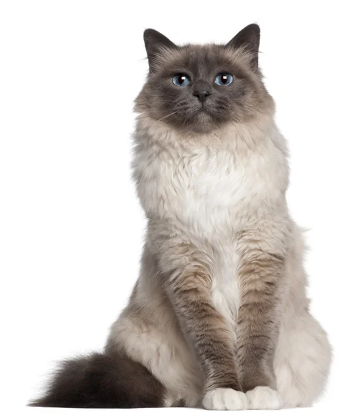 Birman cat, 2 and a half years old, sitting in front of white background — Stock Photo, Image