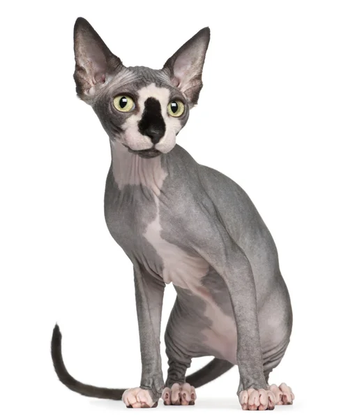 Sphynx cat, 8 months old, sitting in front of white background — Stock Photo, Image