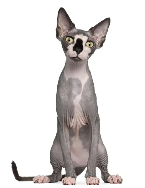 Sphynx cat, 8 months old, sitting in front of white background — Stock Photo, Image